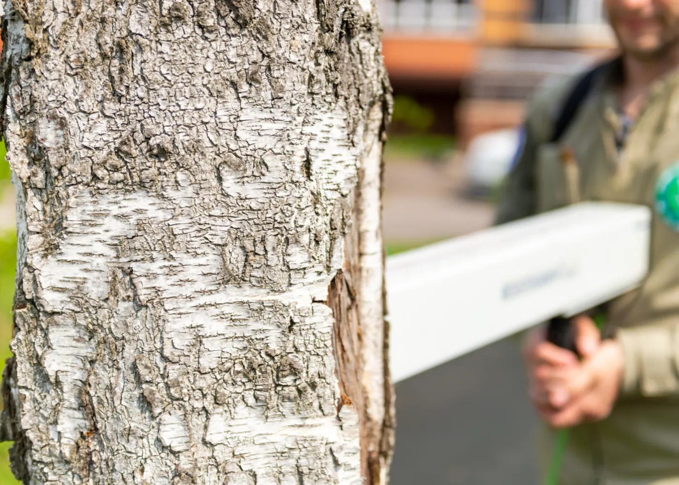 Tree Risk Assessment Arborist Report – Add-On Service main image 1